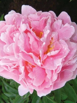Paeonia Pink Double - case