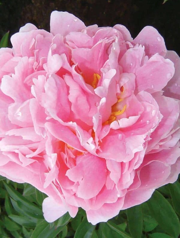 Paeonia Pink Double