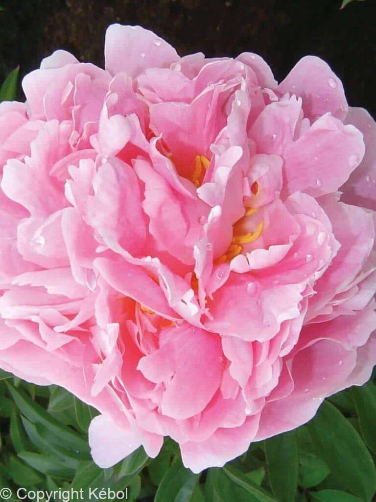Paeonia Pink Double