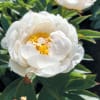 Paeonia Allan Rogers