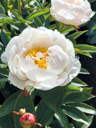 Paeonia lactiflora (D) Allan Rogers - Bag