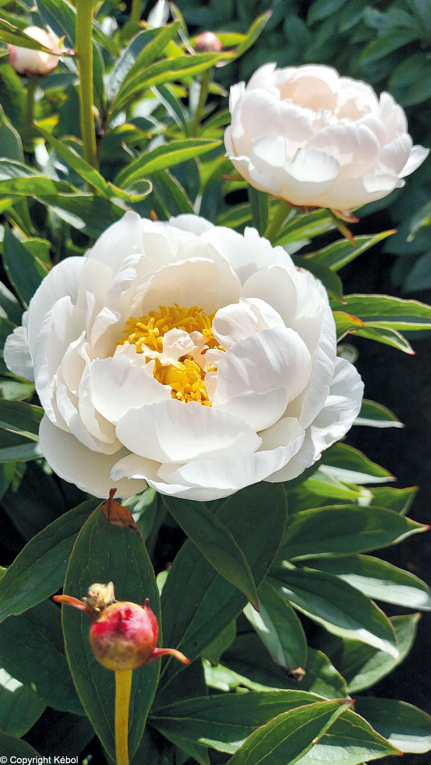 Paeonia lactiflora (D) Allan Rogers - Case