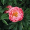 Paeonia Lovely Rose