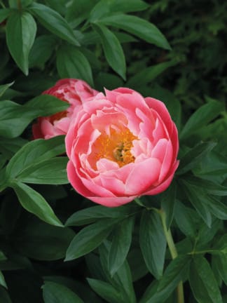 Paeonia Lovely Rose - case