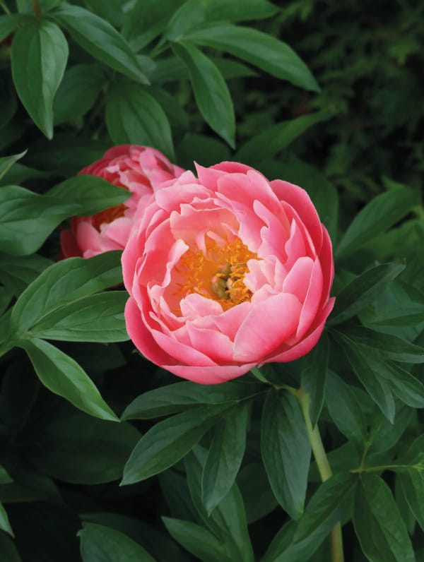 Paeonia Lovely Rose