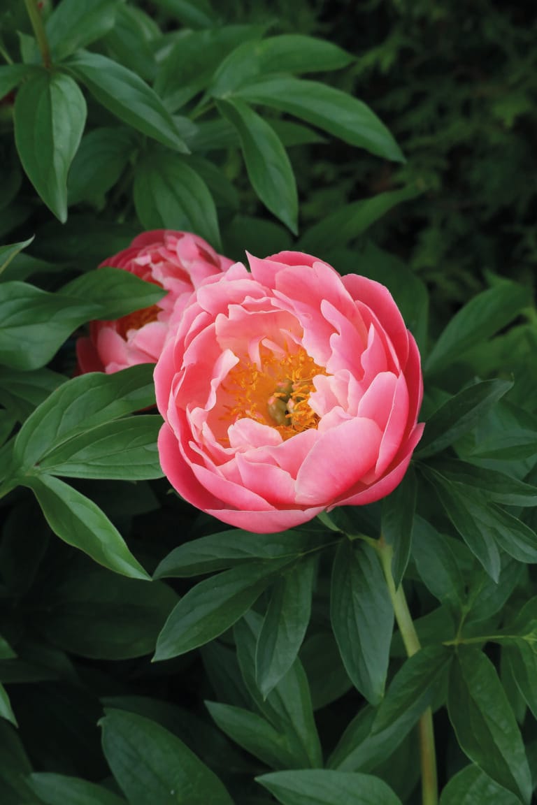 Paeonia Lovely Rose