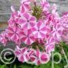 Phlox Bambini Candy Crush