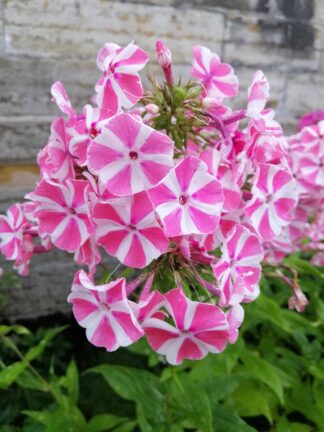 Phlox Bambine Candy Crush - case