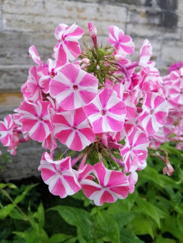 Phlox Bambine Candy Crush - bag