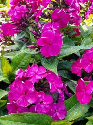 Phlox Bambini Desire - bag