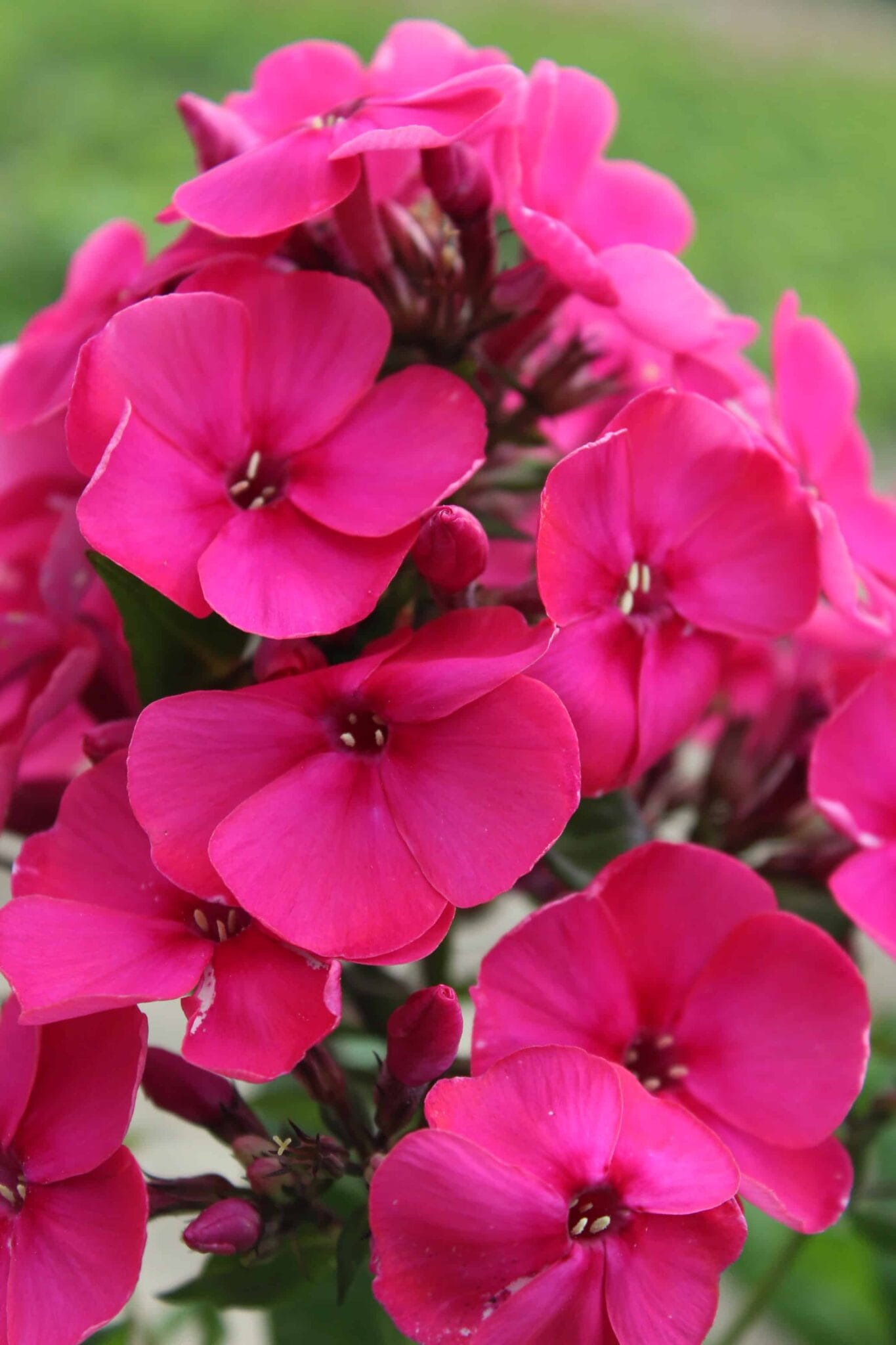 Phlox Younique Old Cerise