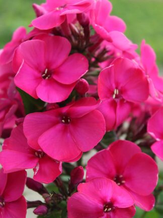 Phlox Younique Old Cerise