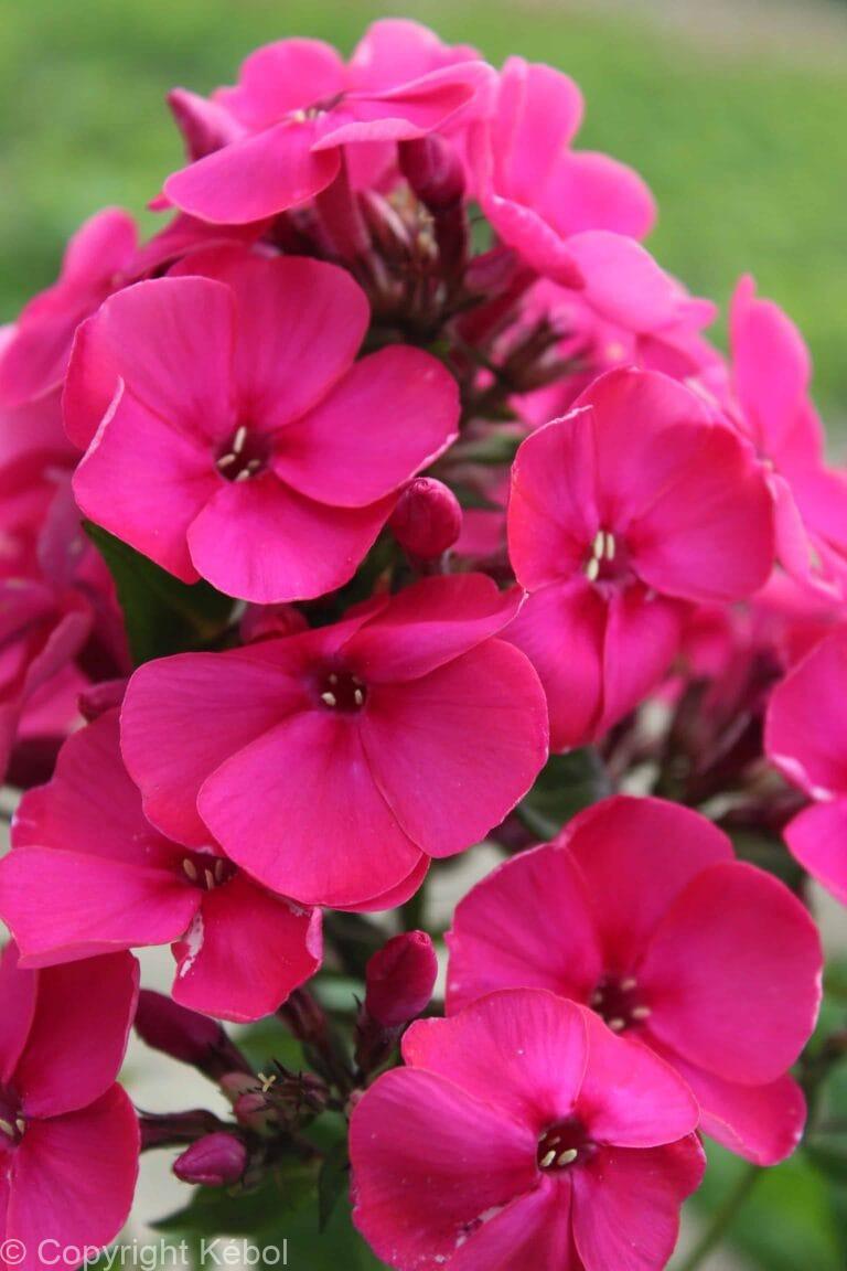Phlox Younique Old Cerise