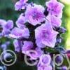 Phlox Zenobia