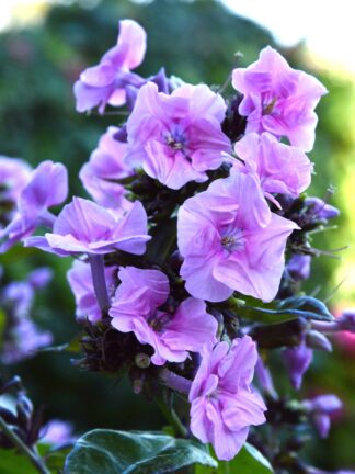 Phlox Zenobia - case