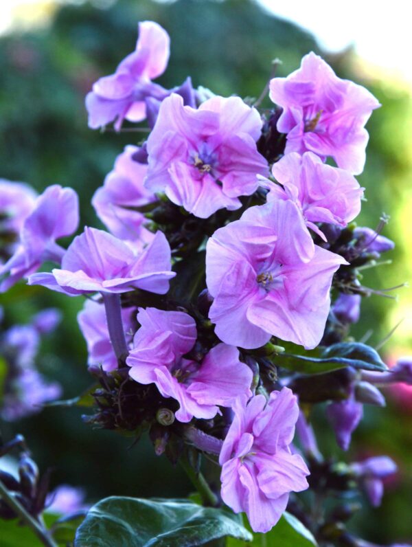 Phlox Zenobia