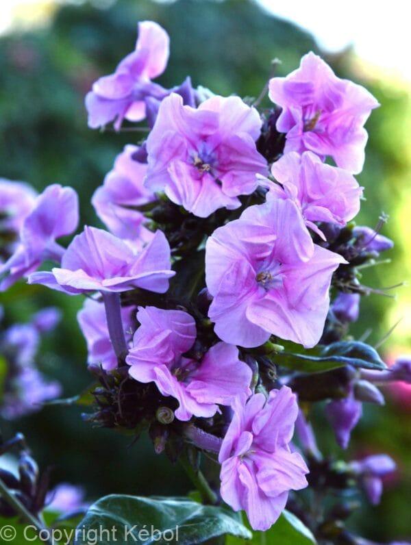 Phlox Zenobia