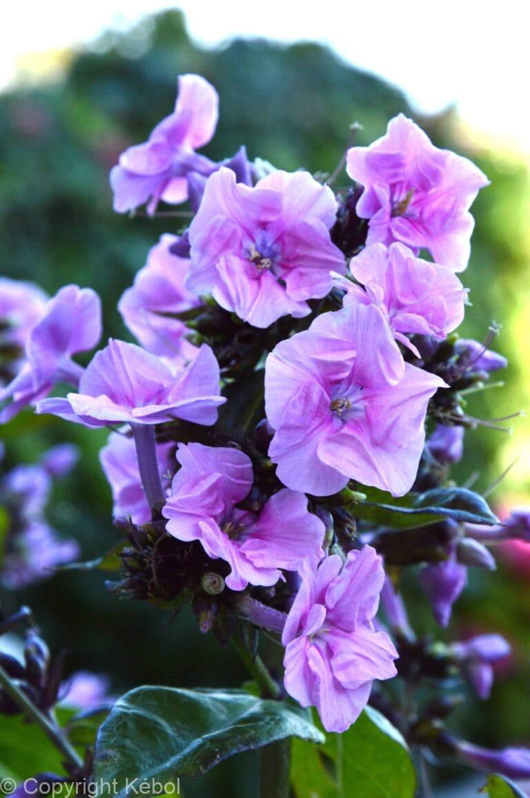 Phlox Zenobia