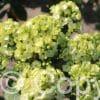 Phlox Orchid Green