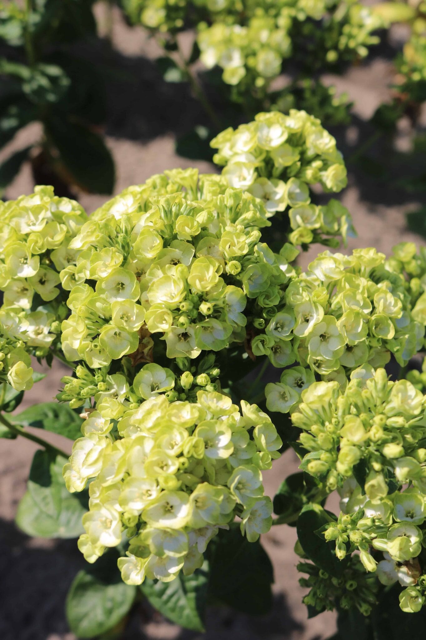 Phlox Orchid Green