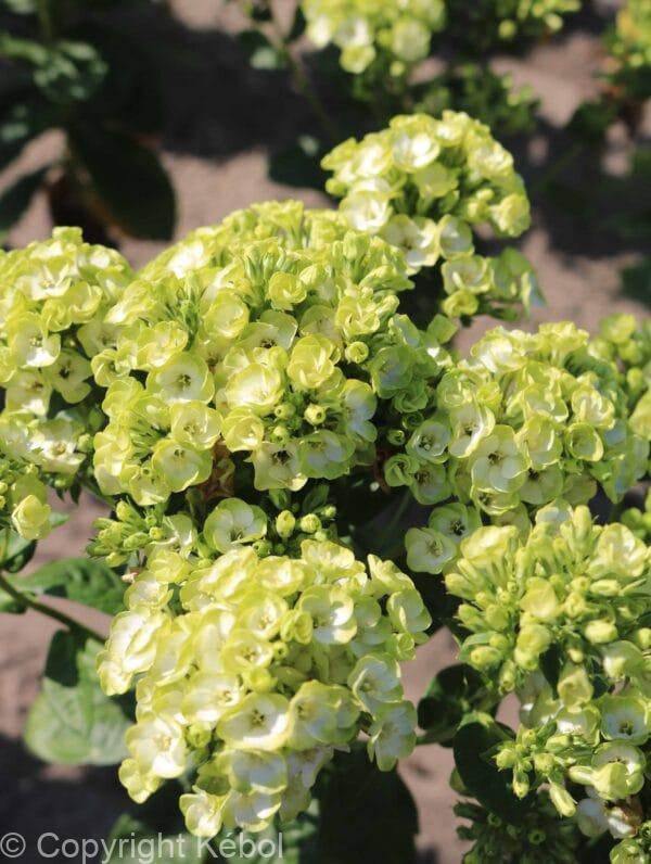 Phlox Orchid Green