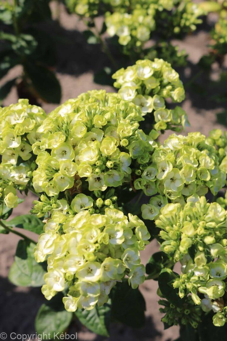 Phlox Orchid Green