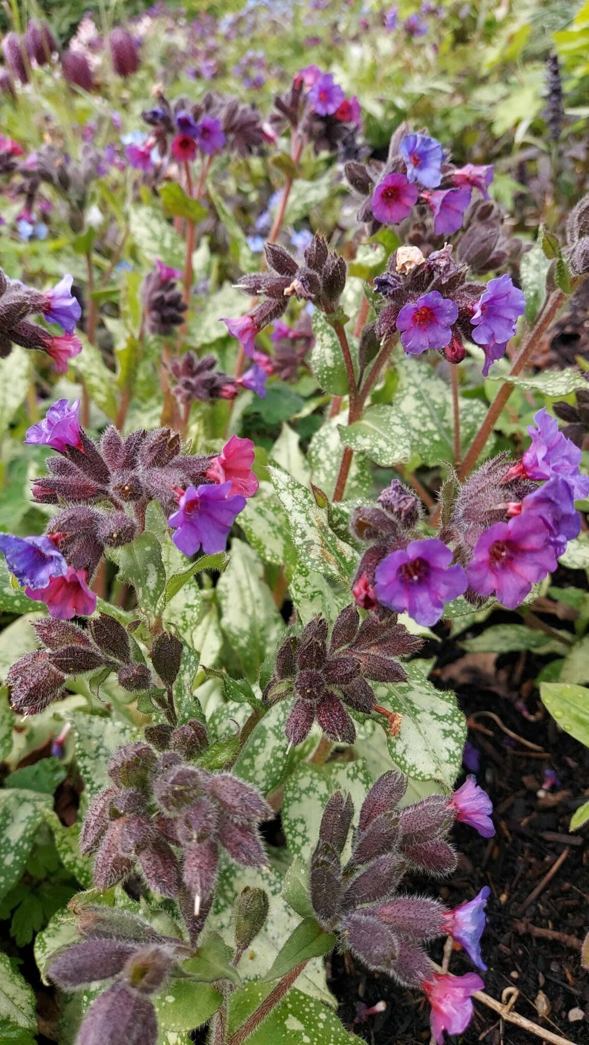 Pulmonaria Diana Clare