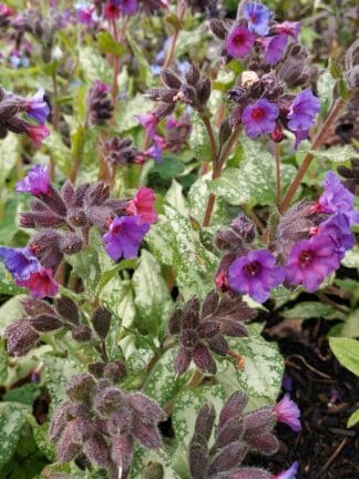Pulmonaria Diana Clare - bag