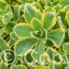 Sedum Lajos - Autumn Charm