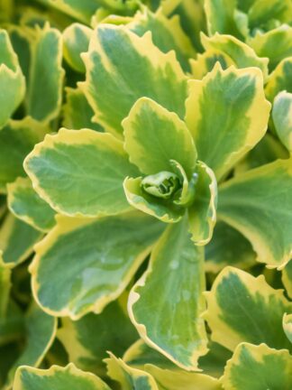 Sedum Lajos - Autumn Charm ™
