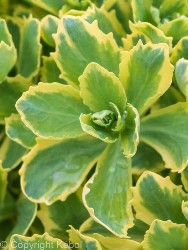 Sedum Lajos - Autumn Charm