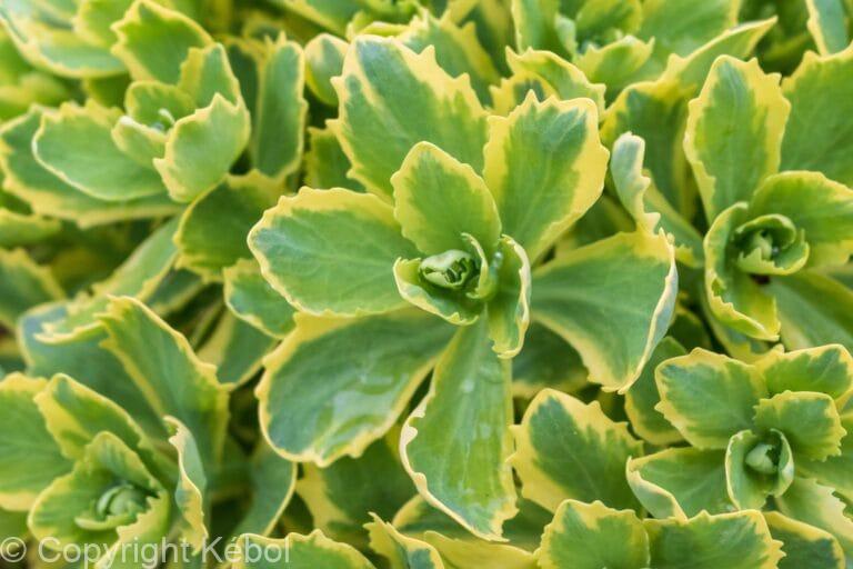 Sedum Lajos - Autumn Charm