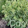 Sedum Frosted Fire