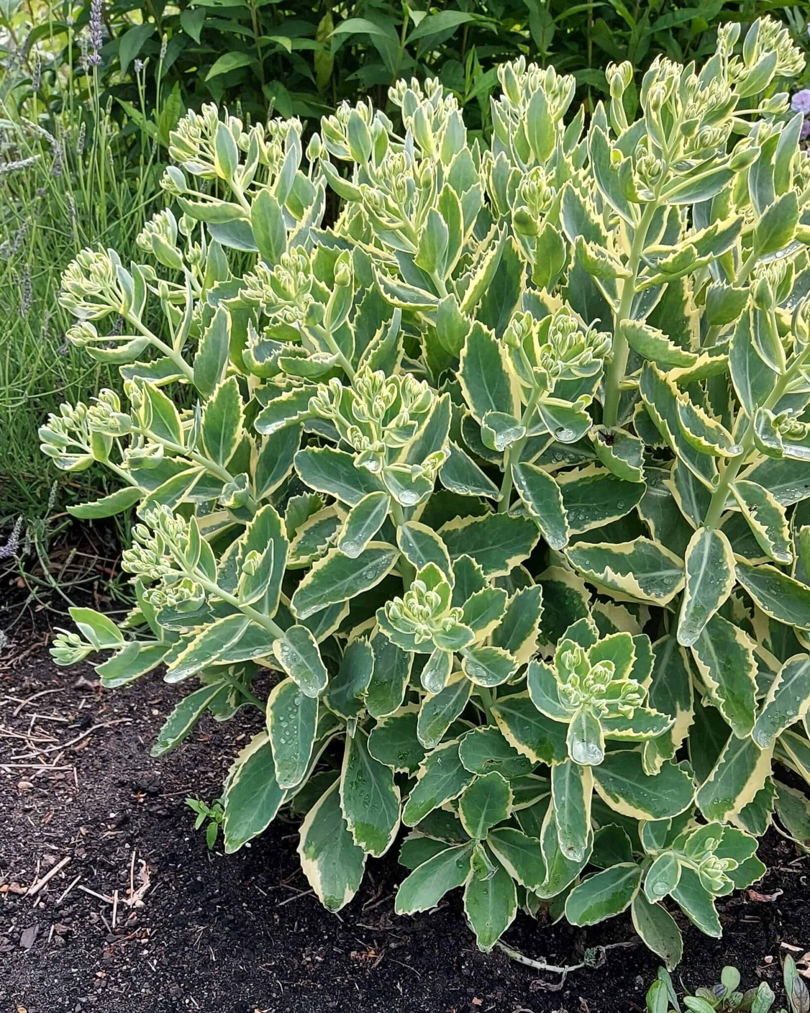 Sedum Frosted Fire