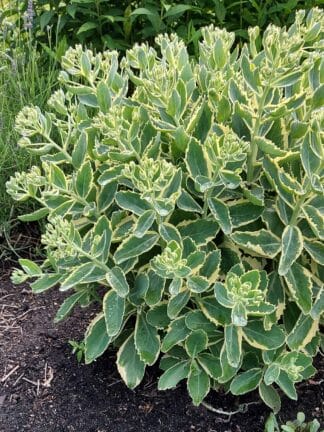 Sedum Frosted Fire - case