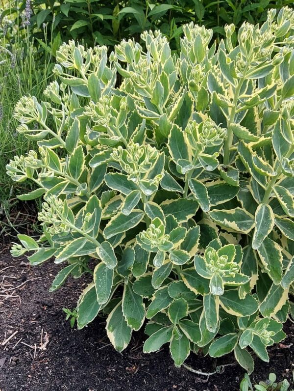 Sedum Frosted Fire - case