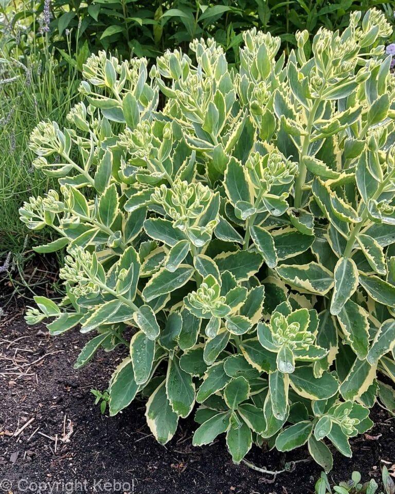 Sedum Frosted Fire