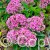 Sedum Pinky