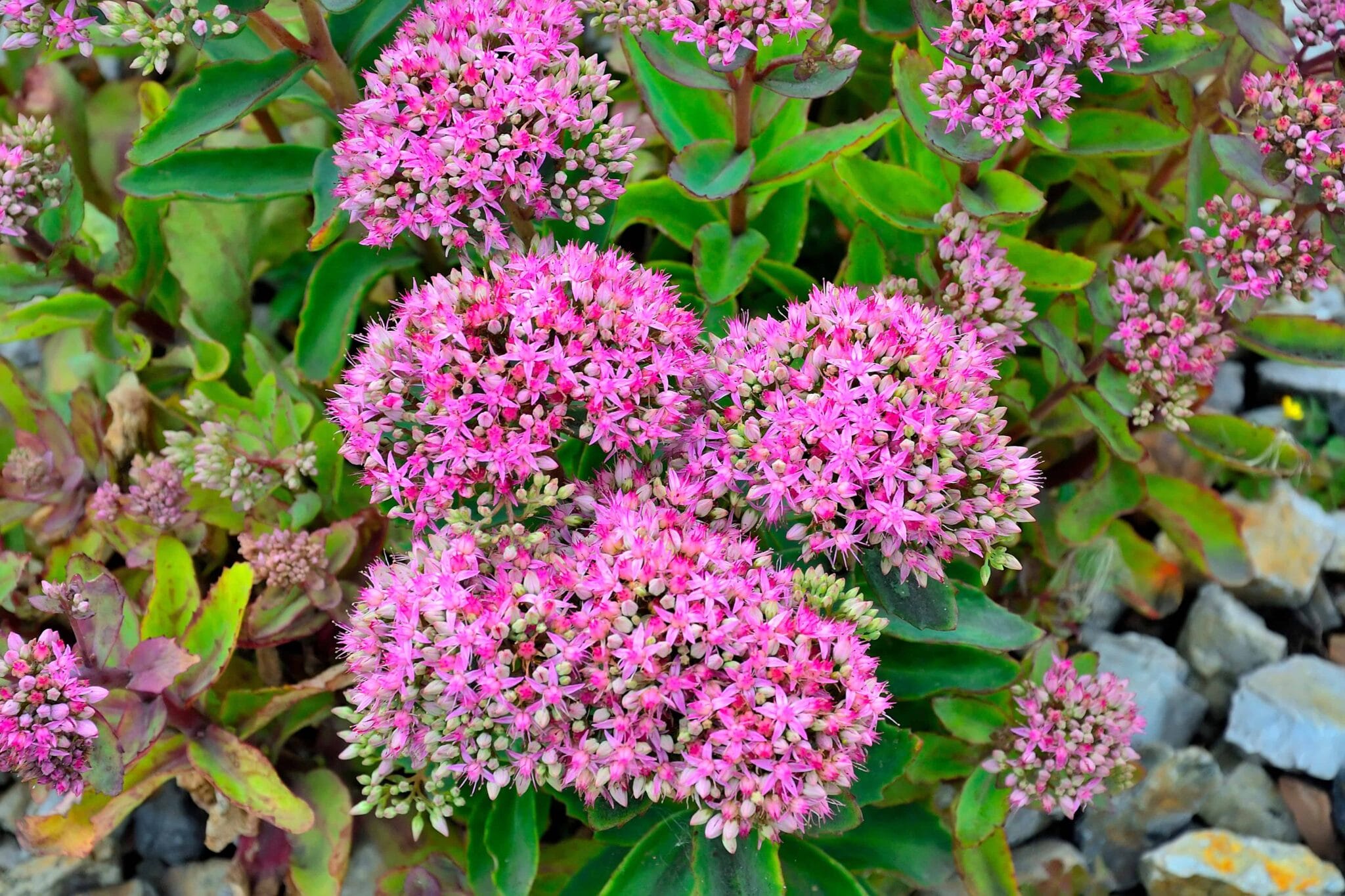 Sedum Pinky