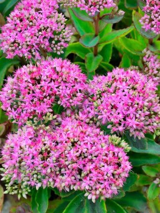 Sedum Pinky - case