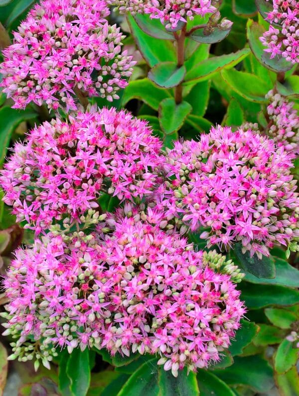 Sedum Pinky - bag
