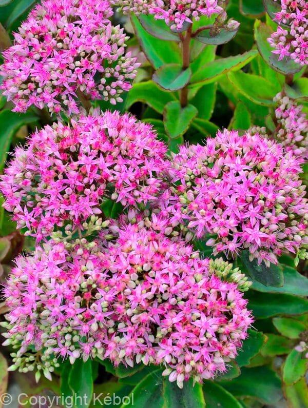 Sedum Pinky