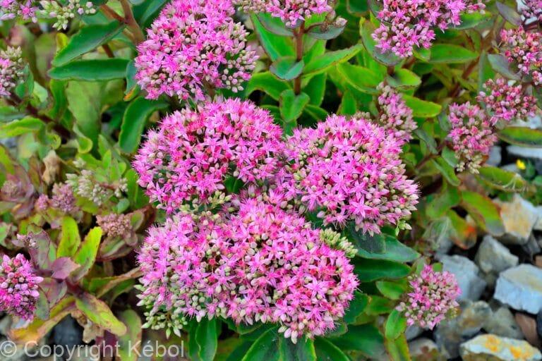 Sedum Pinky