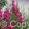 Sidalcea Candy Girl