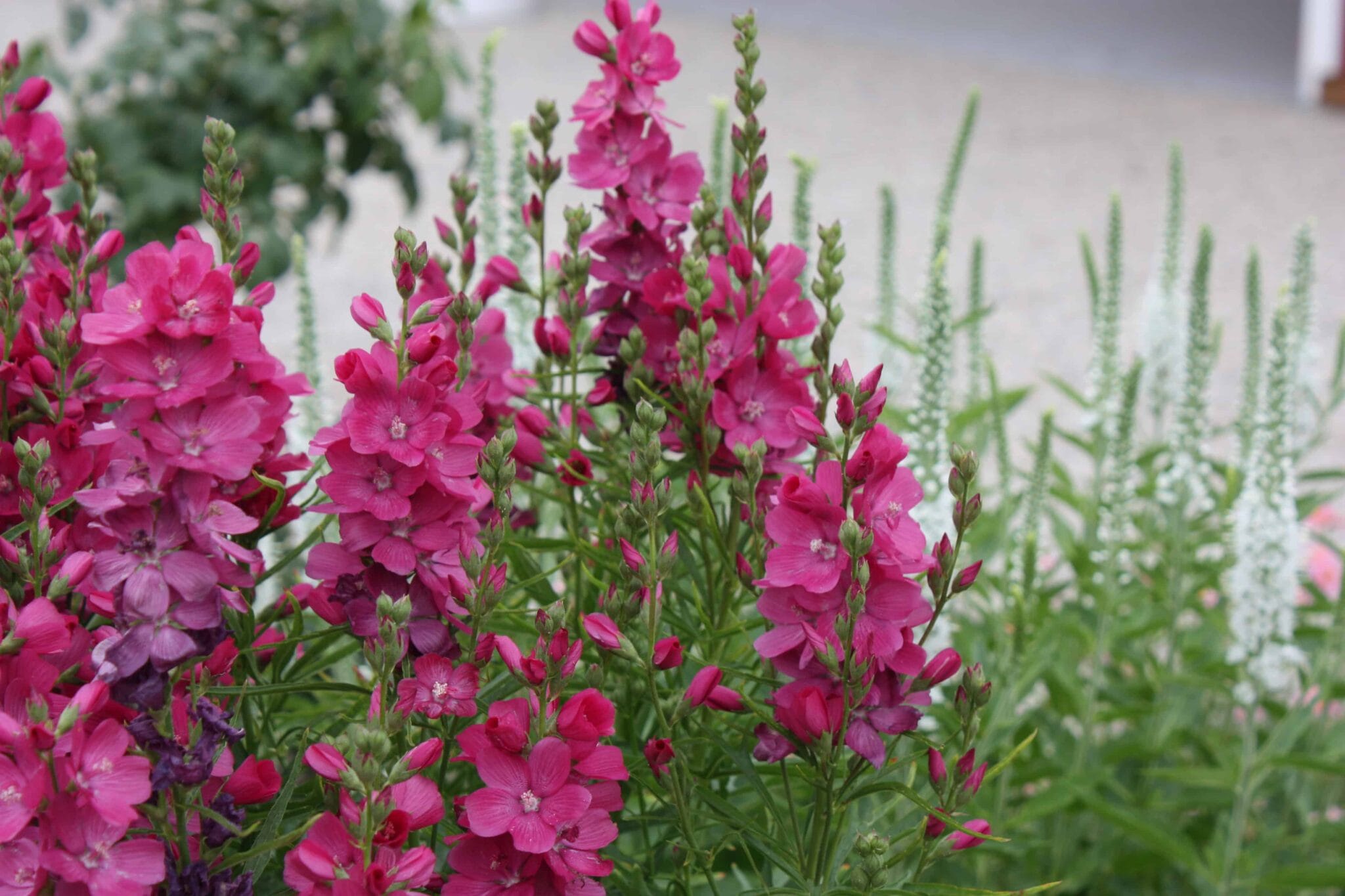 Sidalcea Candy Girl