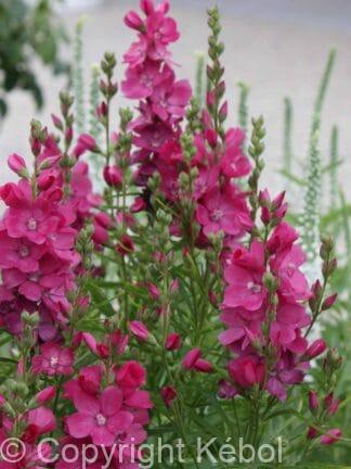 Sidalcea Candy Girl - case