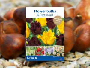 Flower bulbs & Perennials Autumn 2023 collection