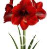 Amaryllis Amorita Danu (Drysales)