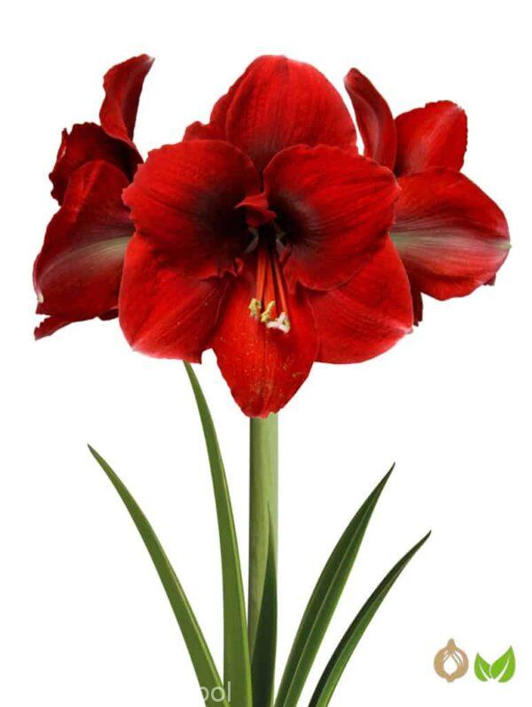 Amaryllis Amorita Danu (Drysales)