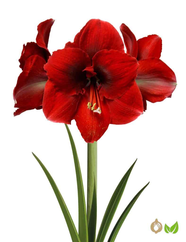 Amaryllis Amorita Danu (Drysales)